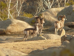 Argali